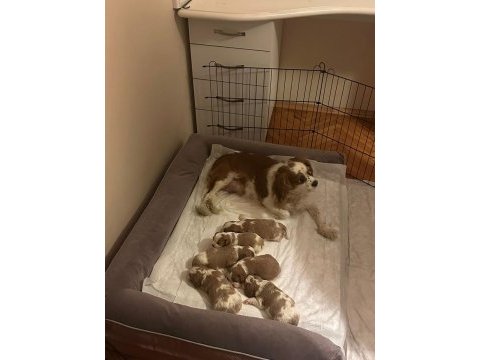 Anne baba safkan cavalier king charles ev ortamında