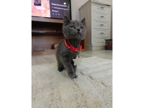 Sevimli british shorthair prenses