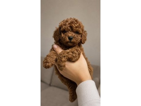 Safkan toy poodle yavruları