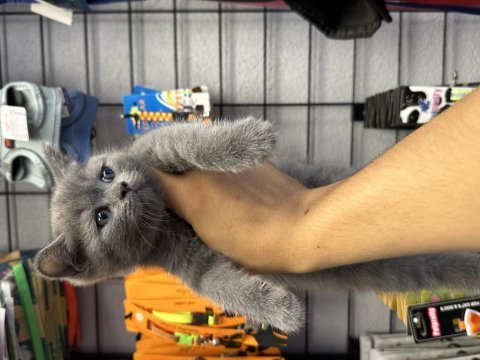 British shorthair grey
