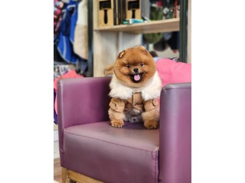 Pomeranian türkiyenin en iyisi yetişkin hemde!