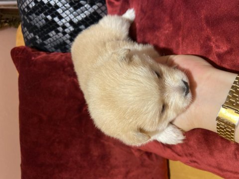Bir aylık spitz sütten kesilince verilecek