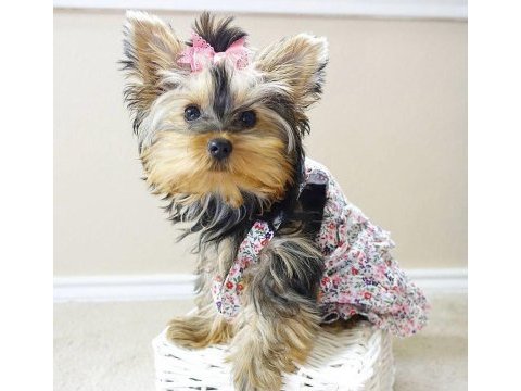 Evinizin maskotu olacak mükemmel dost köpeğimiz