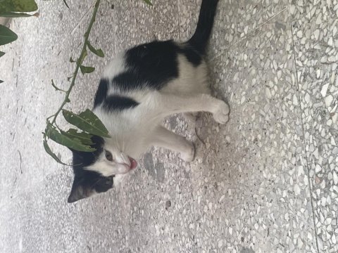 Kedimizin çok acil eve ihtiyacı var