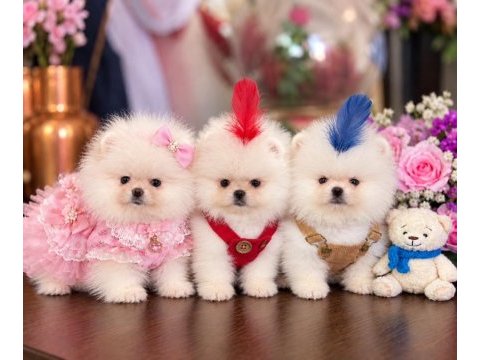 Oyuncak gibi mini boy dişi erkek pomeranian ayıcıklar