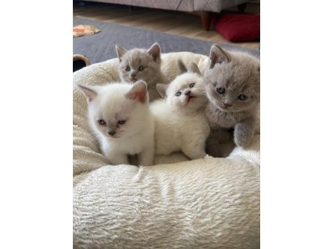 British shorthair bluepoint lilac kedi yavruları adana
