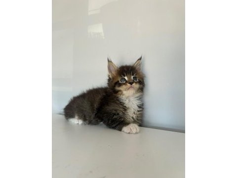 Minik dev maine coon heyrion