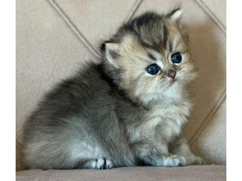 Safkan british longhair golden bebekler