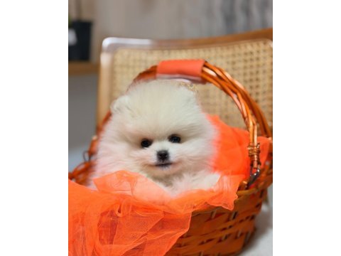 Yavru pomeranian boo izmir