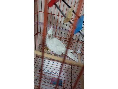 Albino erkek grey disi sultan papağanları