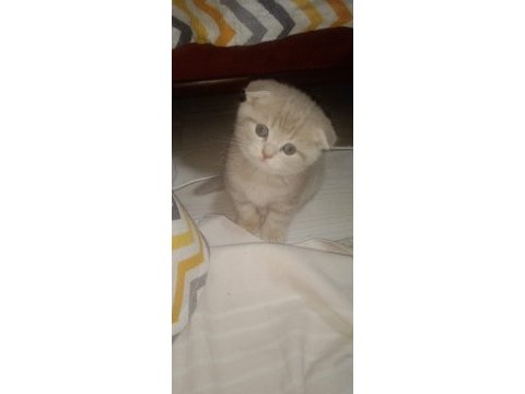 Secereli yavrular scottish fold