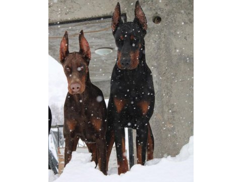 Doberman avrupa n