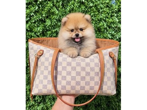 Teddy bear pomeranian