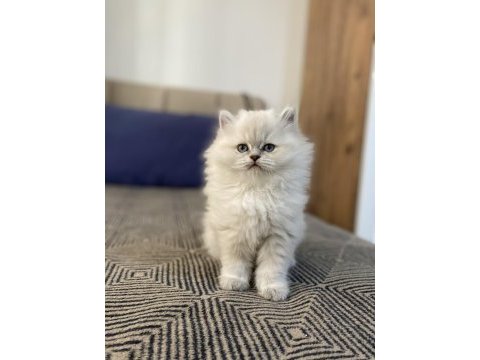 Beyaz british longhair
