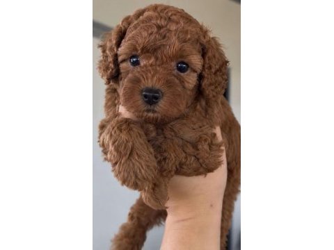 Mükemmel güzellikteki toy poodle yavrularımız