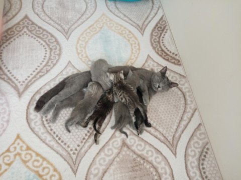 British shorthair ve longhair yavrularım
