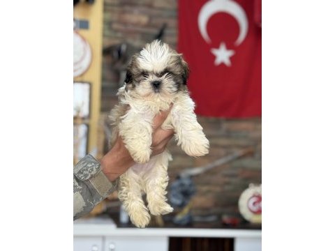 Shih tzu core bebekler