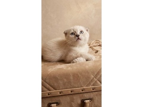 Şampiyon scottish fold güzeller
