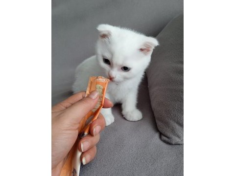 Scottish fold yavrularımız yeni sahibini arıyor