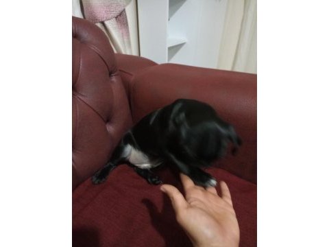 3 aylık siyah pug günü gelen aşıları yapıldı