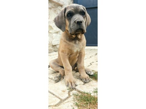 Saf kan mükemmel yavrular cane corso