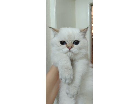 Bursa golden point british shorthair bebekler