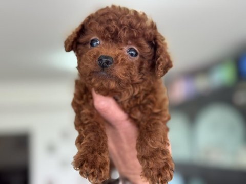 Petmode köpek çiftliğinden tea cup poodle