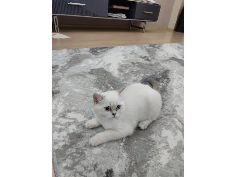 Dişi british shorthair bebek