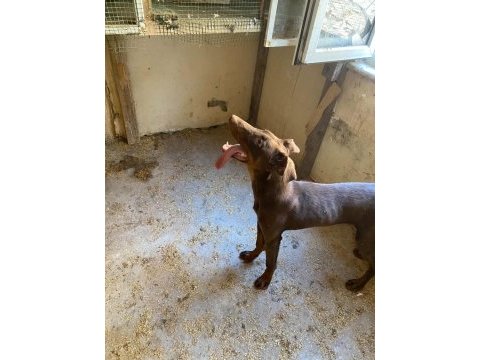 6 aylık doberman fırsat