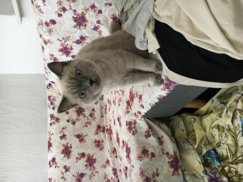 British shorthair blue point