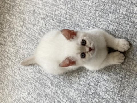 Kedilerin tuvalet ve mama eğitimleri var