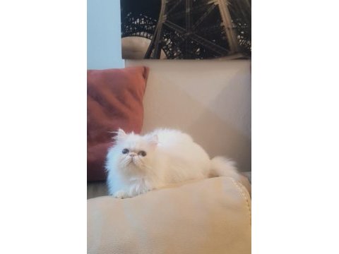 Kedimiz prenses hanim