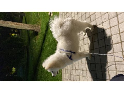 7 aylık bakımlı samoyed