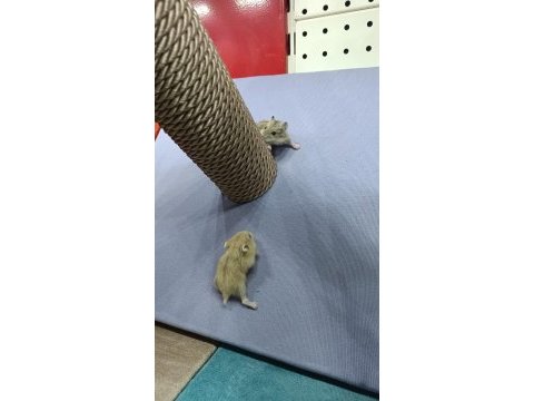 Gonzalez hamster yavruları