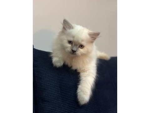 2 aylık british bluepoint shorthair yavrular