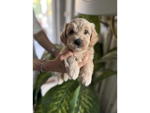 Safkan ırk garantili maltipoo bebeklerim