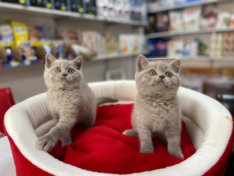 Muhteşeml lilak  british shorthair yavrular