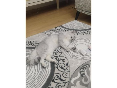 2 yaşında erkek kedimiz