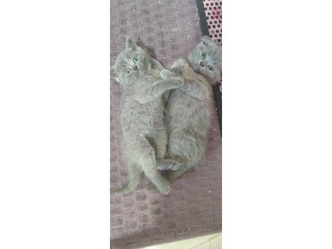 Scottish fold yavrularımız yeni yuvalarını arıyor