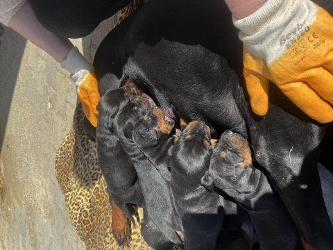 Kıf scr doberman yavruları