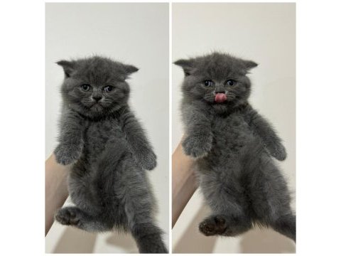 British shorthair ayı surat yavru