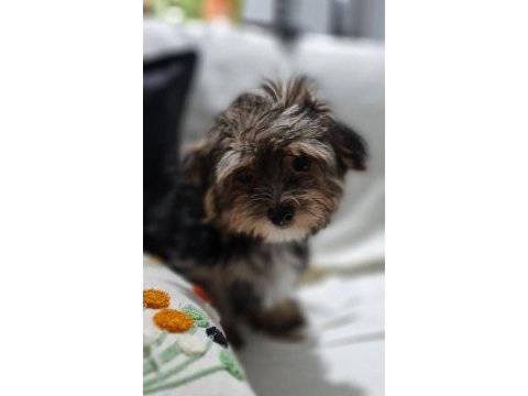 Orjinal teacup morkie yavrularımız