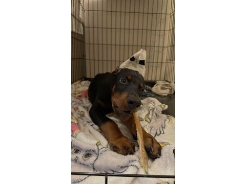 İsteğe özel estetik imkanları ile dobermanlar