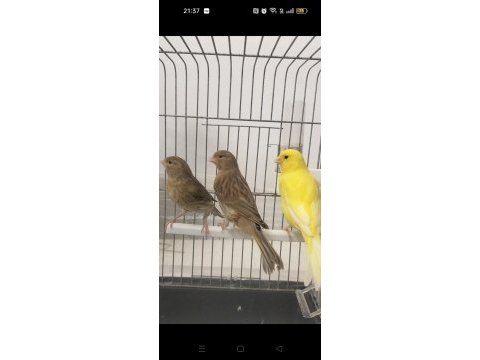 Kahverengi kula yavru kuşlar