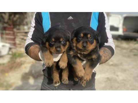 Rottweiler yavruları güç, asil duruş ve sadakat