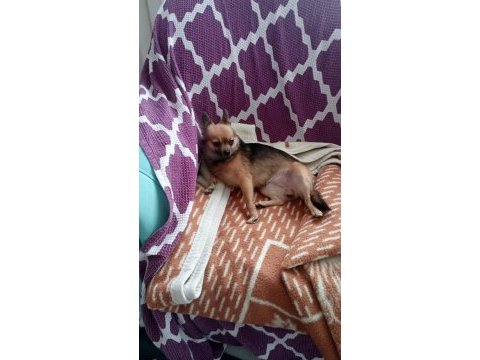 Acil şivava köpeği