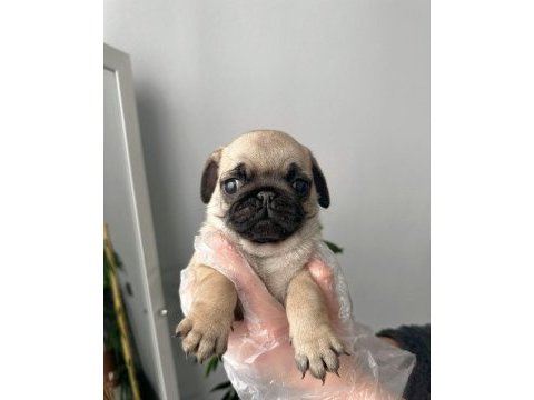 Pug mops üst kalite yavrular