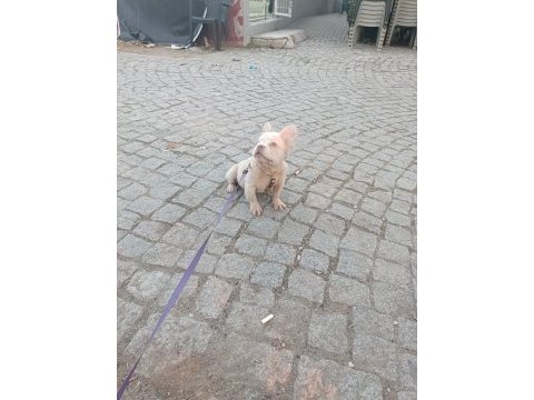 French bulldog 4 aylık