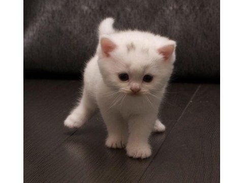 Minnak scottish fold yavrularımız