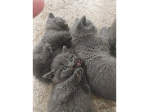 British shorthair yavrularım